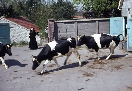 HVB FO 00448  Zuster met koeien op de boerderij van de Ursulinen
